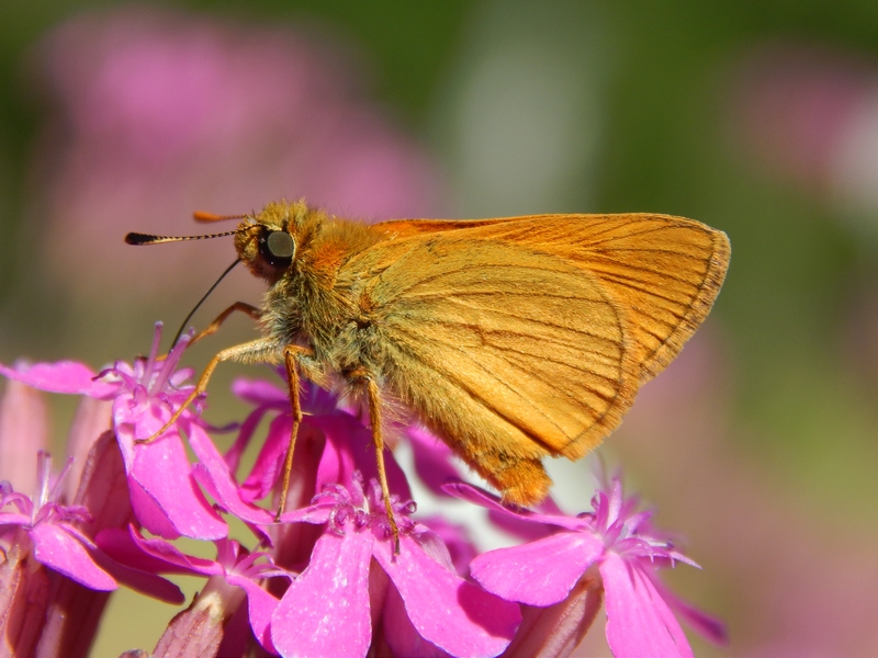 Hesperidae da confermare